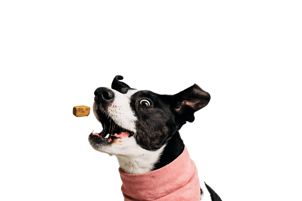 Pawnourish B2B Wholesale Hero Dog Background Desktop